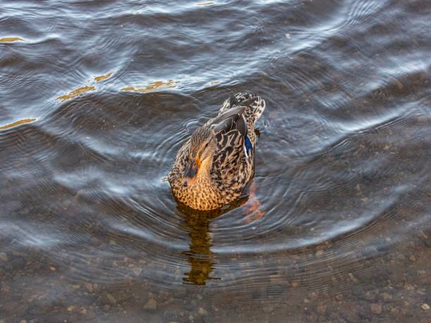 istock Female Mallard Duck Begging For Food. 1789514336
