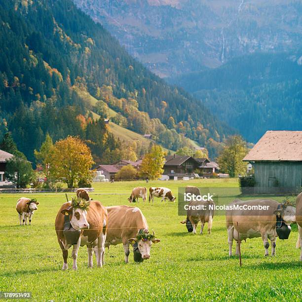 Foto de Decorados Simmental Animais Pastando Em Alpine Valley e mais fotos de stock de Cultura Suíça