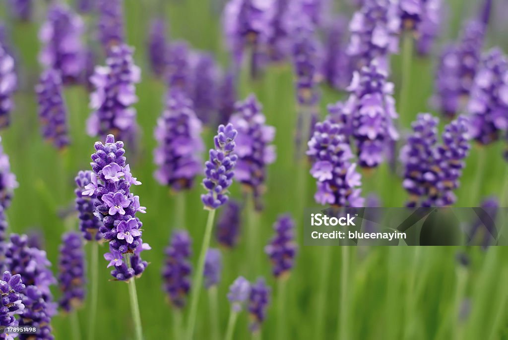 Lavender flowers Lavender flowers blooming in a field Lavender - Plant Stock Photo