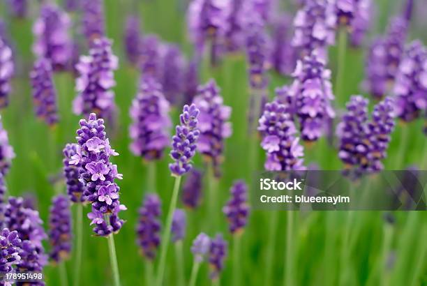 Lavender Flowers Stock Photo - Download Image Now - Lavender - Plant, Lavender Color, England