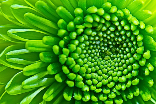 Closeup of a Green Chrysanthemum