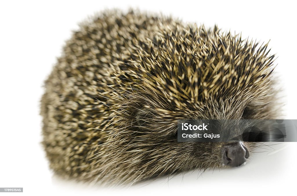 Schlafen-Igel - Lizenzfrei Borste Stock-Foto