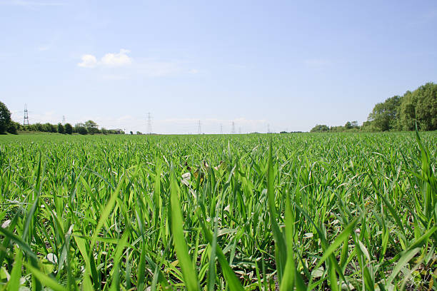 Erba verde paesaggio - foto stock