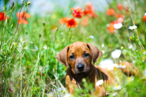 Cute rhodesian ridgeback puppy in a field
