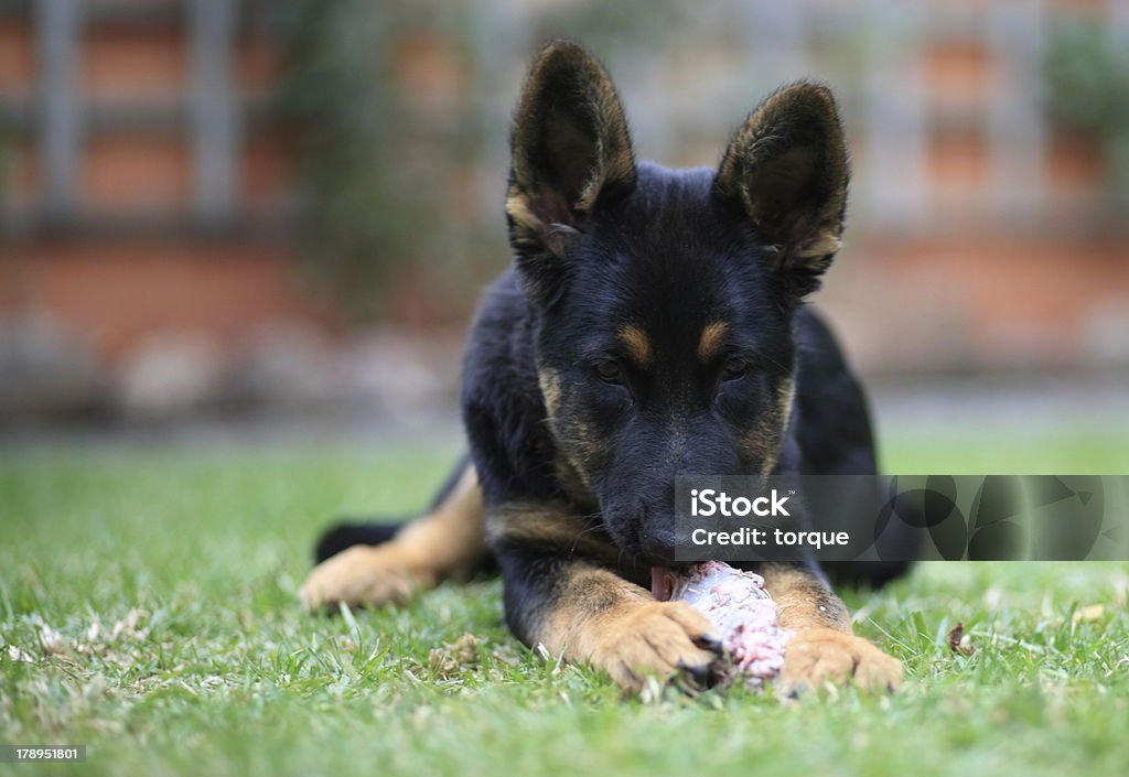 portrait de chien - Photo de Os à ronger libre de droits