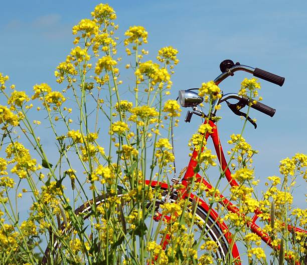 Bycicle in rapeseed stock photo