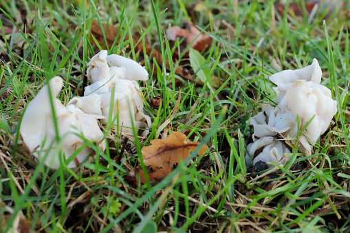 Mushrooms partially seen growing in the grass, with blurred fore and backgrounds. Fresh dots of rain on the grass and on the mushrooms.