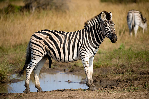 istock Male Zebra in grassland 178951885
