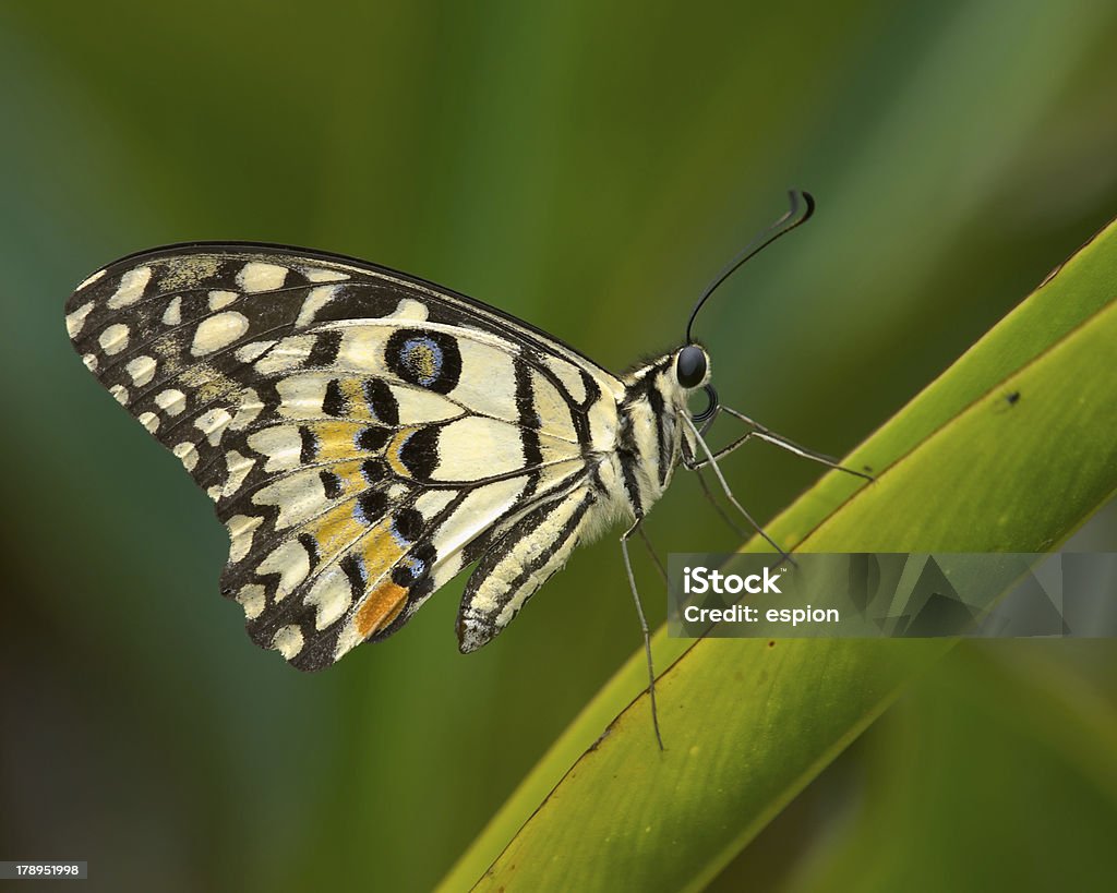 Lime Butterfly - Lizenzfrei Am Rand Stock-Foto