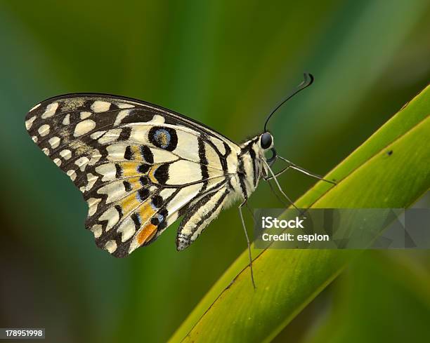 Lime Butterfly Stockfoto und mehr Bilder von Am Rand - Am Rand, Baumbestand, Blatt - Pflanzenbestandteile