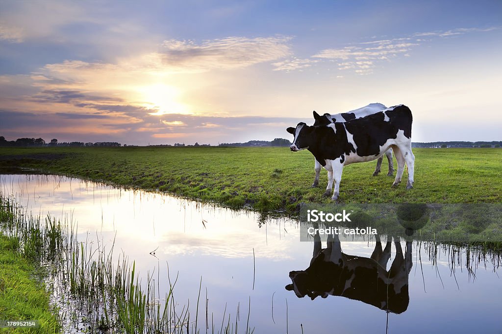 Dos leche de vaca por el río al atardecer - Foto de stock de Agricultura libre de derechos