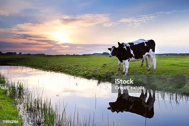Due Mucche Da Latte Fiume Al Tramonto - Fotografie stock e altre immagini di Acqua - Acqua, Agricoltura, Ambientazione esterna