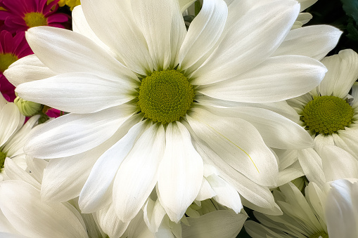 Fresh daisy, camomile, marguerite isolated on white background with clipping path