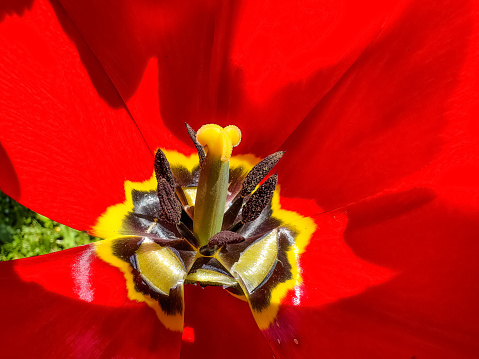 Unusual stripe flower of viola hybrida 'Tiger Eye', selective focus