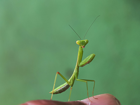 Miomantis caffra is a species of praying mantis native to southern Africa. It appeared in New Zealand in 1978, and was found more recently in Portugal and Los Angeles, USA, likely spread through the exotic pet trade.