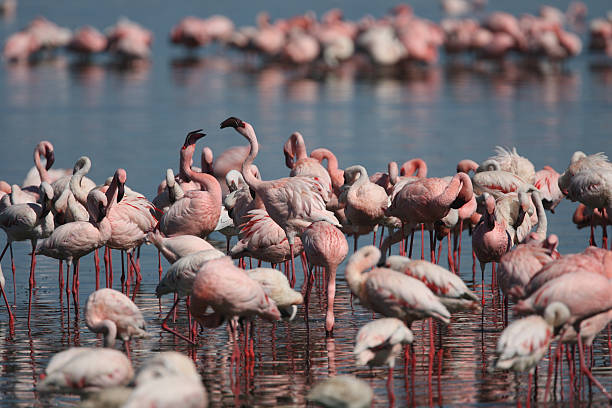 istock Lesser Flamingos at Lake Nakuru 178952459