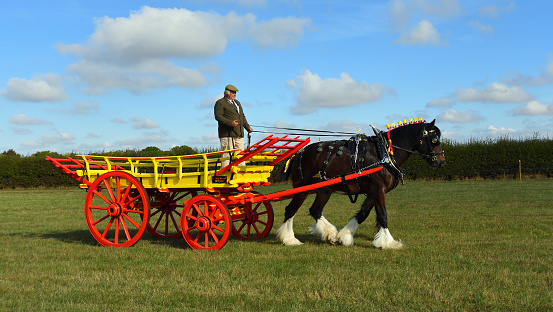 Great Gransden, Cambridgeshire, England - September 24, 2022:  Vintage Hay cart being pulled by Shire Horse.