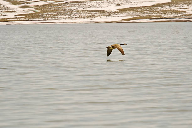 istock Canadian Goose Flying Over Lake 178953162