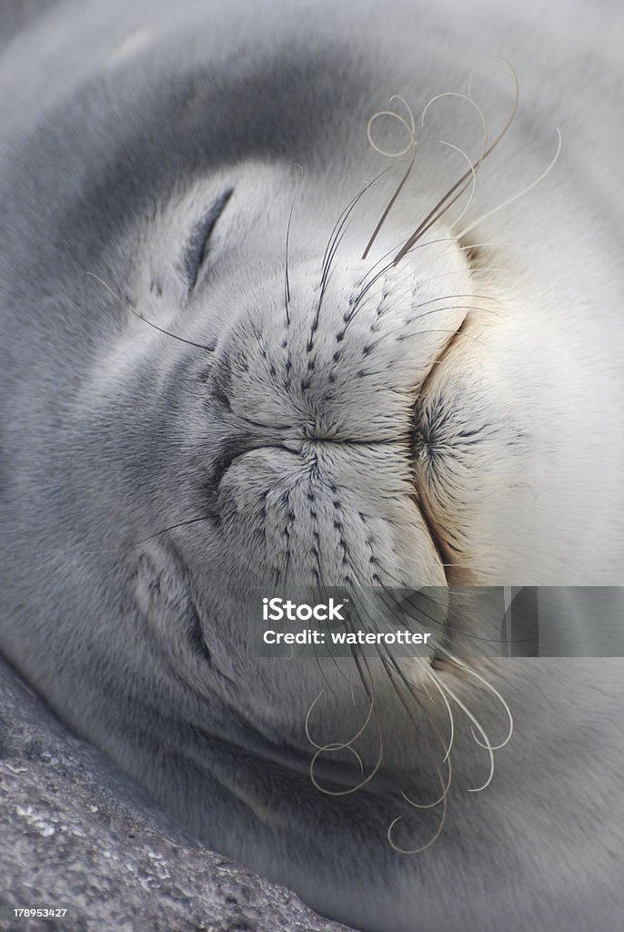 Contented Elephant Seal Close-up of a contented Elephant seal with fabulous whiskers. Seal - Animal Stock Photo