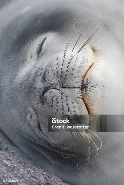 Contented Elephant Seal Stock Photo - Download Image Now - Seal - Animal, Arctic, Adventure