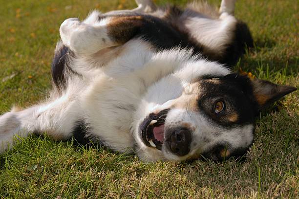 istock Healthy Playful Dog Behavior Shepard mix 178953706