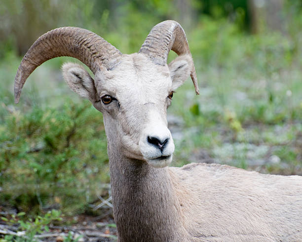 istock Bighorn Sheep Portrait 178954003