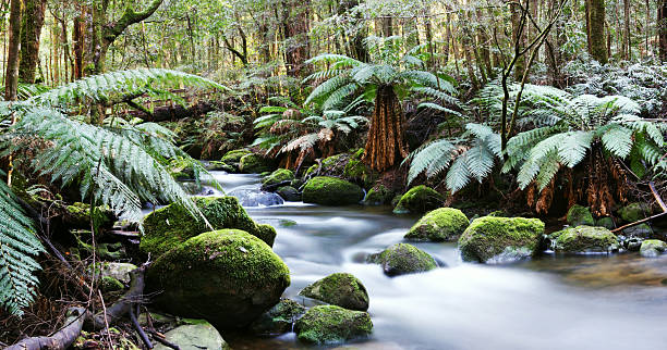 rivière panorama de la forêt tropicale - southern beech photos et images de collection