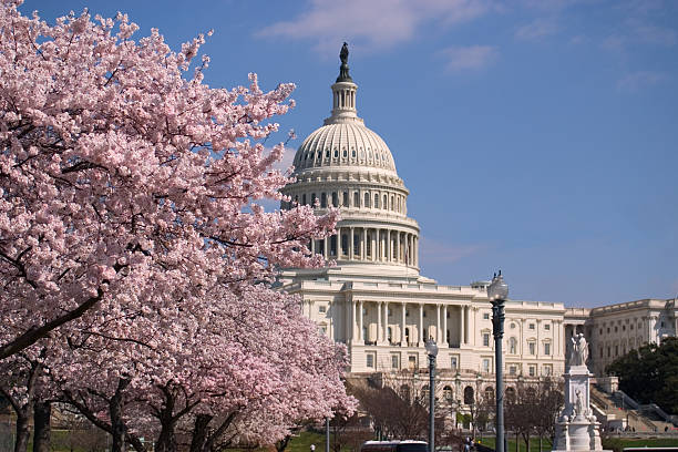 bukit capitol - bunga sakura potret stok, foto, & gambar bebas royalti