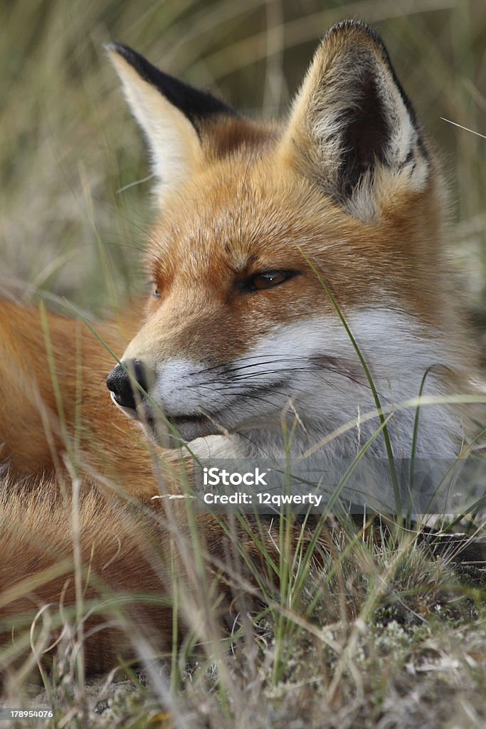 red fox a red fox Andre Vos Stock Photo