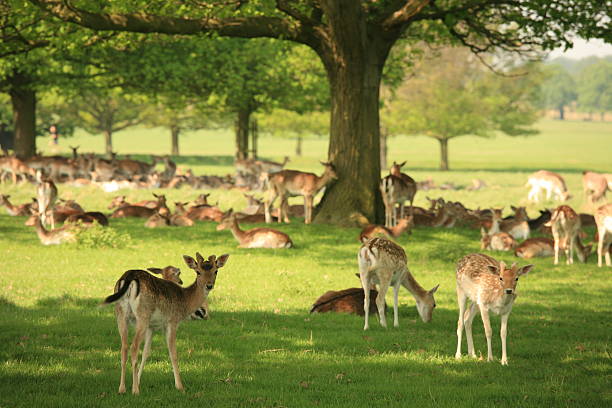 Young deer (fawns) in a park Young deer (fawns) in Richmond Park london. richmond park stock pictures, royalty-free photos & images