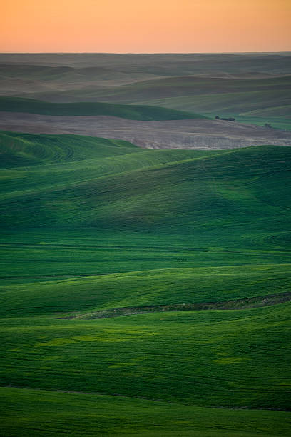 The Palouse Hills at Sunset from Steptoe Butte stock photo