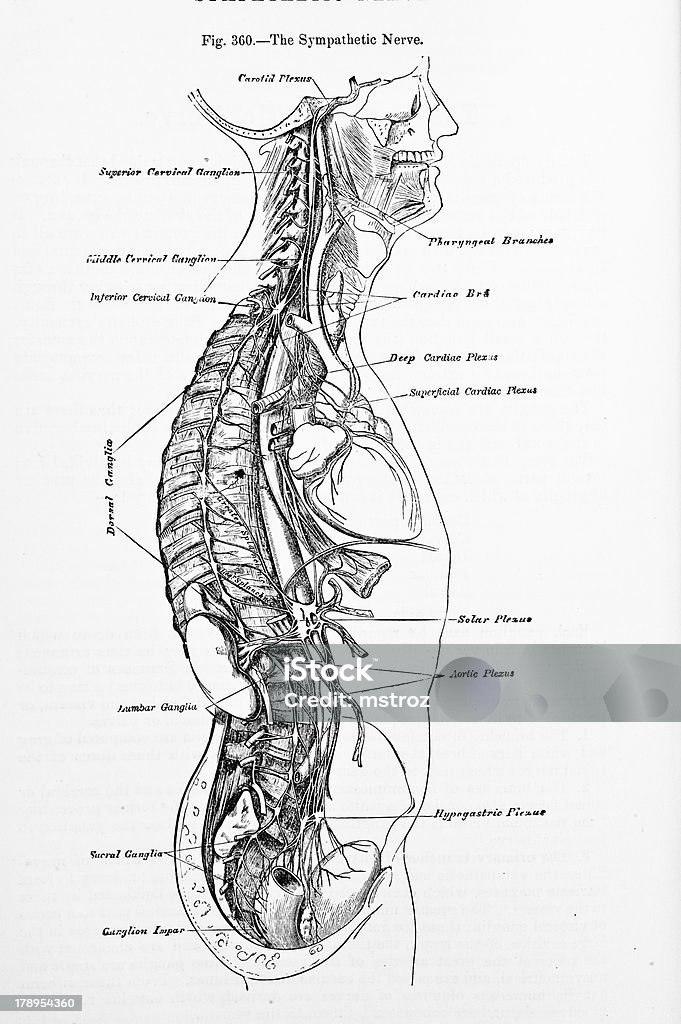 Antico Illustrazione medica/nervi posteriore - Foto stock royalty-free di Autopsia