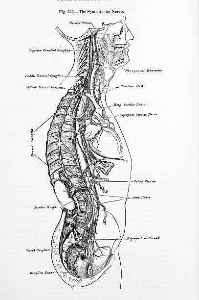 Antique Medical Illustration | Back Nerves stock photo
