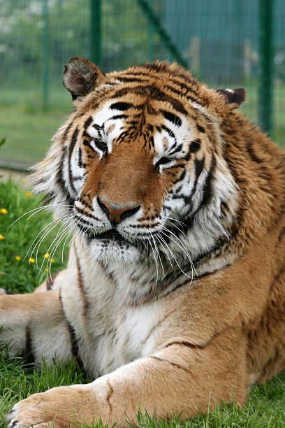 captive tiger stock photo