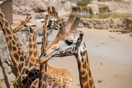 Close-up portrait of a giraffe (Giraffa camelopardalis) on a sunlit summer day. Fuerteventura, Canary Islands, Spain