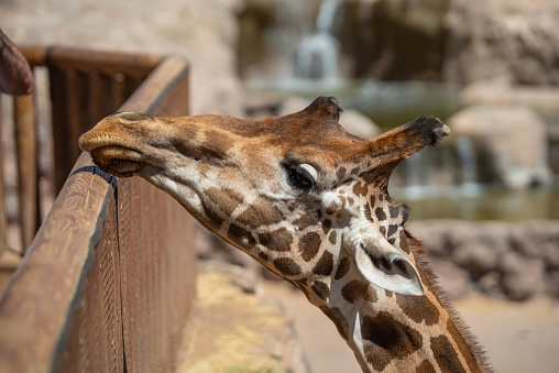 Close-up portrait of a giraffe (Giraffa camelopardalis) on a sunlit summer day. Fuerteventura, Canary Islands, Spain