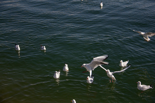 Seagull gathering at low tide along jetty on Long Island Sound, at Burying Hill Beach in Westport, Connecticut. The bird on the jetty is an adult herring gull.