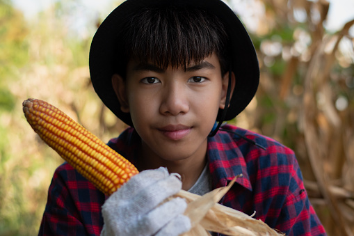 Asian cute boy holds bunch of corn or maize at local cornfarm in harvesting season, soft and selective focus on boy, concept for happiness of young agriculture around the world.