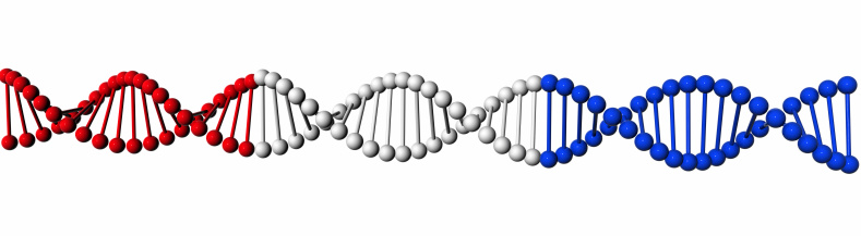 red white and blue 3D dna strand.
