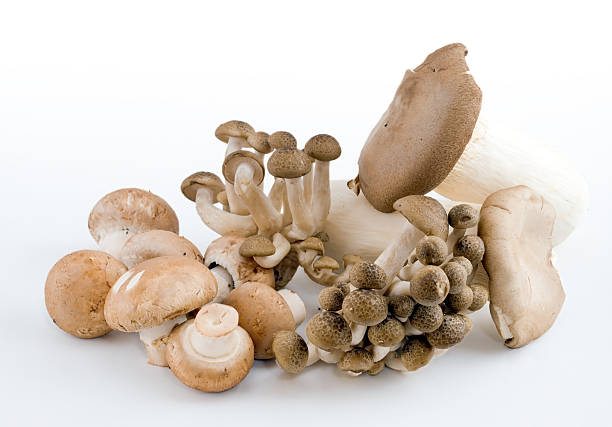 fungo completo - edible mushroom white mushroom isolated white foto e immagini stock