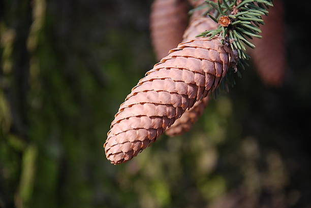 Pine Cone Pine Cones phallus shaped stock pictures, royalty-free photos & images