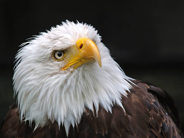 istock King of skies 178955070