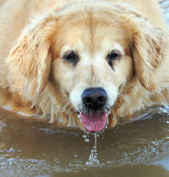 istock Golden Retriever in Water 178955319