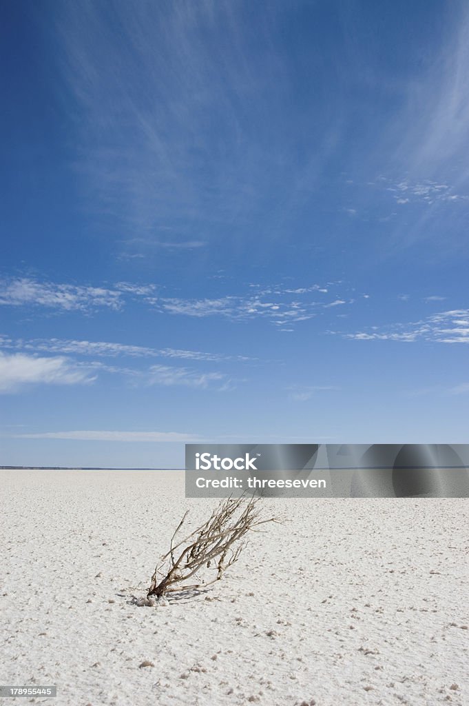 Uschnięta roślina w salt lake - Zbiór zdjęć royalty-free (Australia)