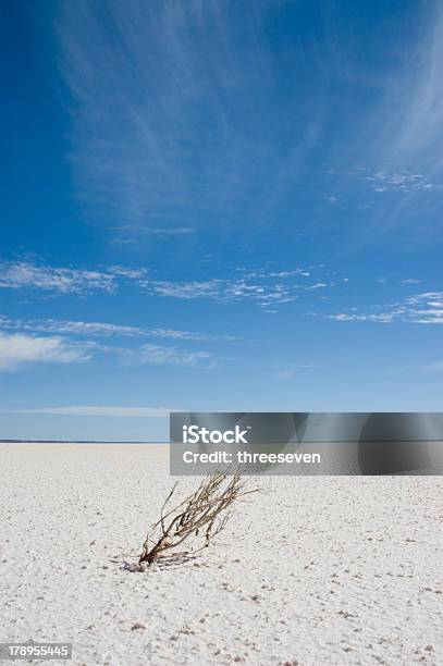 Foto de Planta Morta De Salt Lake e mais fotos de stock de Austrália - Austrália, Ausência, Azul