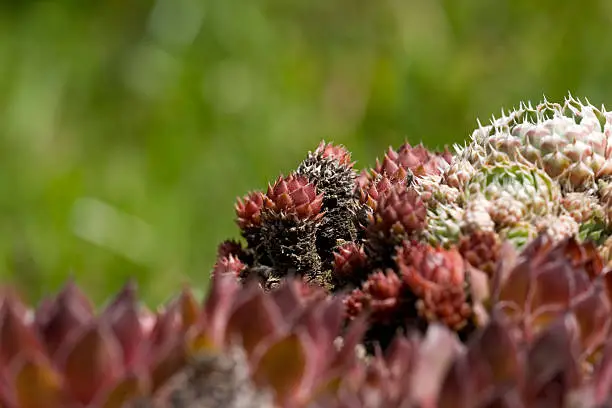 Cactus with green background