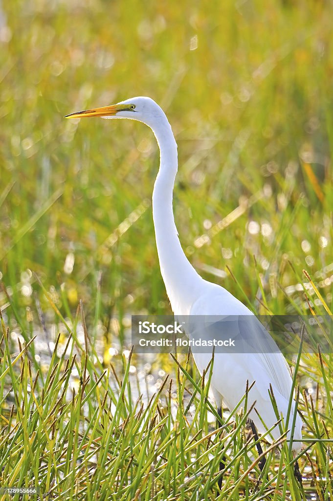 Grande garça branca com iluminação em wetland marsh - Foto de stock de Animal royalty-free