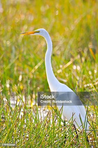 Foto de Grande Garça Branca Com Iluminação Em Wetland Marsh e mais fotos de stock de Animal
