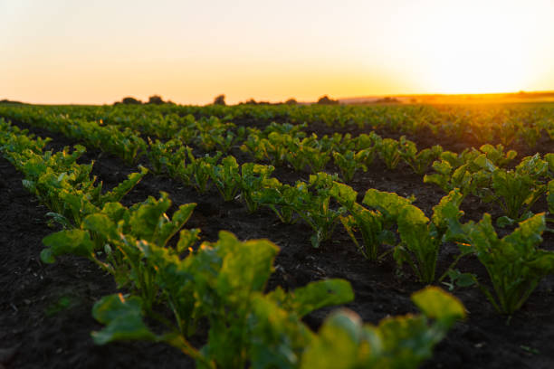 istock Agricultural sugar beet plantation on field with sunset 1789557560