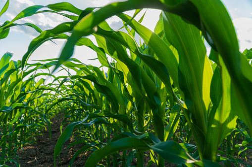 Corn field in morning light. Corn leaves in a corn plantation.